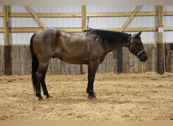 Caballo cuarto de milla, Caballo castrado, 8 años, Castaño-ruano