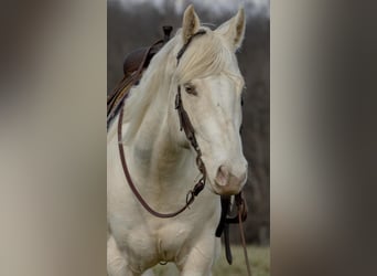 Caballo cuarto de milla, Caballo castrado, 8 años, Champán