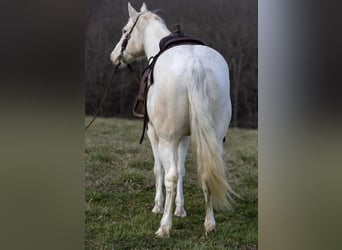 Caballo cuarto de milla, Caballo castrado, 8 años, Champán