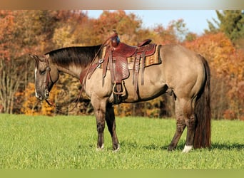 Caballo cuarto de milla, Caballo castrado, 8 años, Grullo