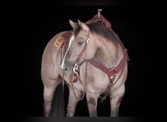 Caballo cuarto de milla, Caballo castrado, 8 años, Grullo