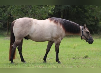 Caballo cuarto de milla, Caballo castrado, 8 años, Grullo