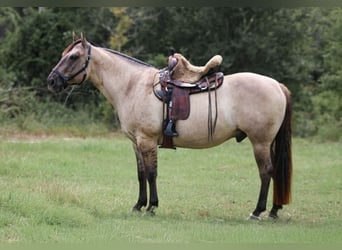 Caballo cuarto de milla, Caballo castrado, 8 años, Grullo