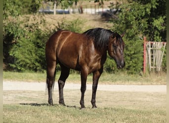 Caballo cuarto de milla, Caballo castrado, 8 años, Negro
