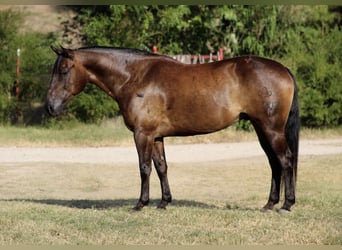 Caballo cuarto de milla, Caballo castrado, 8 años, Negro