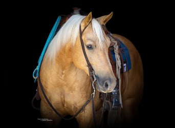 Caballo cuarto de milla, Caballo castrado, 8 años, Palomino