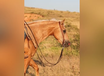 Caballo cuarto de milla, Caballo castrado, 8 años, Palomino