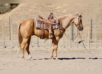 Caballo cuarto de milla, Caballo castrado, 8 años, Palomino