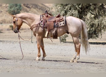 Caballo cuarto de milla, Caballo castrado, 8 años, Palomino