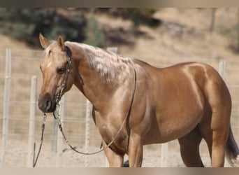 Caballo cuarto de milla, Caballo castrado, 8 años, Palomino