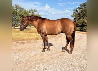 Caballo cuarto de milla, Caballo castrado, 8 años, Red Dun/Cervuno