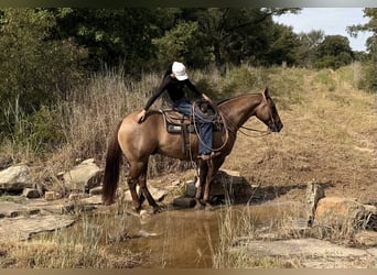 Caballo cuarto de milla, Caballo castrado, 8 años, Red Dun/Cervuno