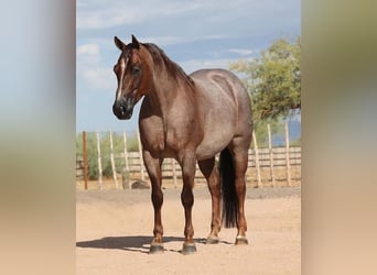 Caballo cuarto de milla, Caballo castrado, 8 años, Ruano alazán