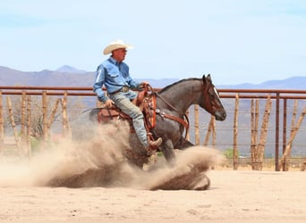 Caballo cuarto de milla, Caballo castrado, 8 años, Ruano alazán