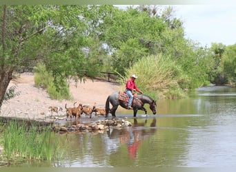 Caballo cuarto de milla, Caballo castrado, 8 años, Ruano alazán