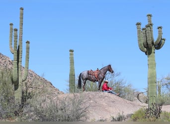 Caballo cuarto de milla, Caballo castrado, 8 años, Ruano alazán