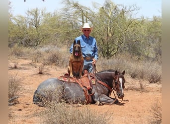 Caballo cuarto de milla, Caballo castrado, 8 años, Ruano alazán