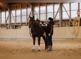 Caballo cuarto de milla, Caballo castrado, 8 años, Ruano alazán