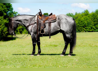 Caballo cuarto de milla, Caballo castrado, 8 años, Ruano azulado