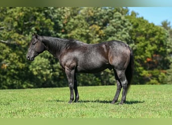 Caballo cuarto de milla, Caballo castrado, 8 años, Ruano azulado