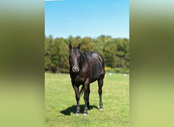 Caballo cuarto de milla, Caballo castrado, 8 años, Ruano azulado
