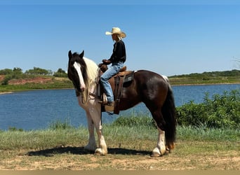 Caballo cuarto de milla, Caballo castrado, 8 años, Tobiano-todas las-capas