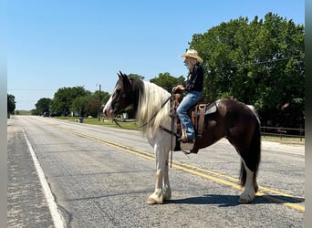 Caballo cuarto de milla, Caballo castrado, 8 años, Tobiano-todas las-capas