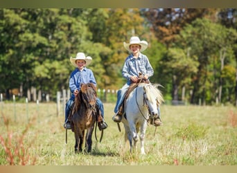 Caballo cuarto de milla, Caballo castrado, 8 años, Tordo