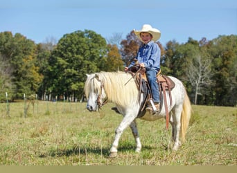 Caballo cuarto de milla, Caballo castrado, 8 años, Tordo