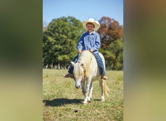 Caballo cuarto de milla, Caballo castrado, 8 años, Tordo
