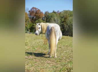 Caballo cuarto de milla, Caballo castrado, 8 años, Tordo