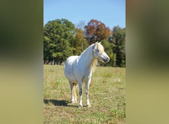 Caballo cuarto de milla, Caballo castrado, 8 años, Tordo