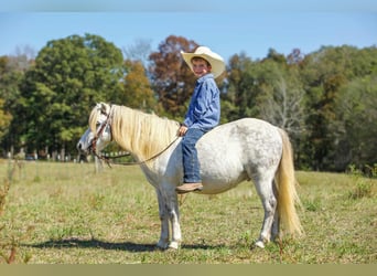 Caballo cuarto de milla, Caballo castrado, 8 años, Tordo