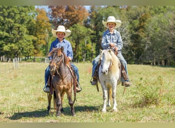 Caballo cuarto de milla, Caballo castrado, 8 años, Tordo