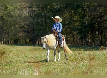 Caballo cuarto de milla, Caballo castrado, 8 años, Tordo