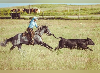 Caballo cuarto de milla, Caballo castrado, 8 años, Tordo