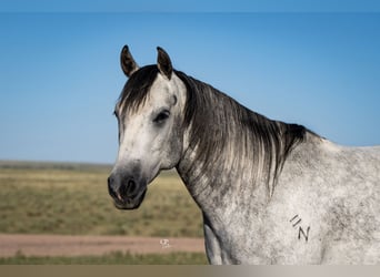 Caballo cuarto de milla, Caballo castrado, 8 años, Tordo