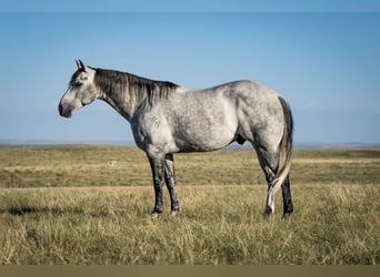 Caballo cuarto de milla, Caballo castrado, 8 años, Tordo