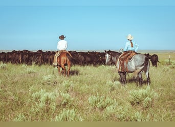 Caballo cuarto de milla, Caballo castrado, 8 años, Tordo