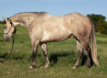 Caballo cuarto de milla, Caballo castrado, 8 años, Tordo