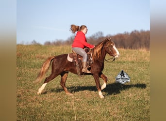 Caballo cuarto de milla, Caballo castrado, 9 años, 122 cm, Ruano alazán