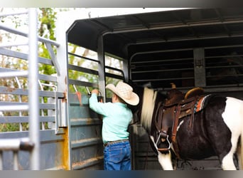 Caballo cuarto de milla, Caballo castrado, 9 años, 127 cm, Tobiano-todas las-capas