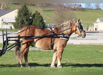 Caballo cuarto de milla Mestizo, Caballo castrado, 9 años, 132 cm, Buckskin/Bayo