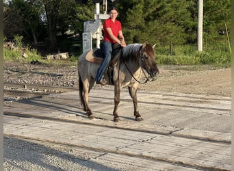 Caballo cuarto de milla, Caballo castrado, 9 años, 137 cm, Grullo