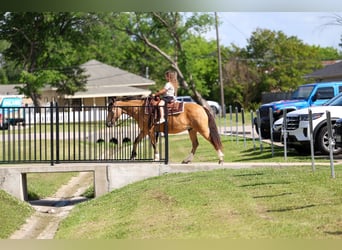 Caballo cuarto de milla Mestizo, Caballo castrado, 9 años, 142 cm, Buckskin/Bayo