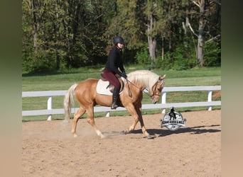 Caballo cuarto de milla, Caballo castrado, 9 años, 142 cm