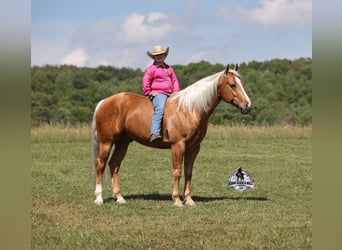 Caballo cuarto de milla, Caballo castrado, 9 años, 142 cm