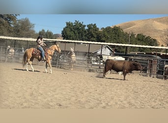 Caballo cuarto de milla, Caballo castrado, 9 años, 142 cm, Palomino