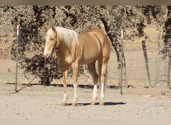 Caballo cuarto de milla, Caballo castrado, 9 años, 142 cm, Palomino