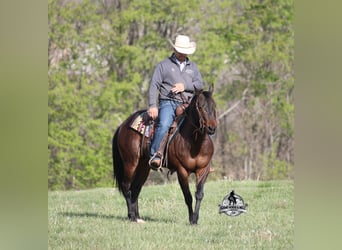 Caballo cuarto de milla, Caballo castrado, 9 años, 143 cm, Castaño-ruano
